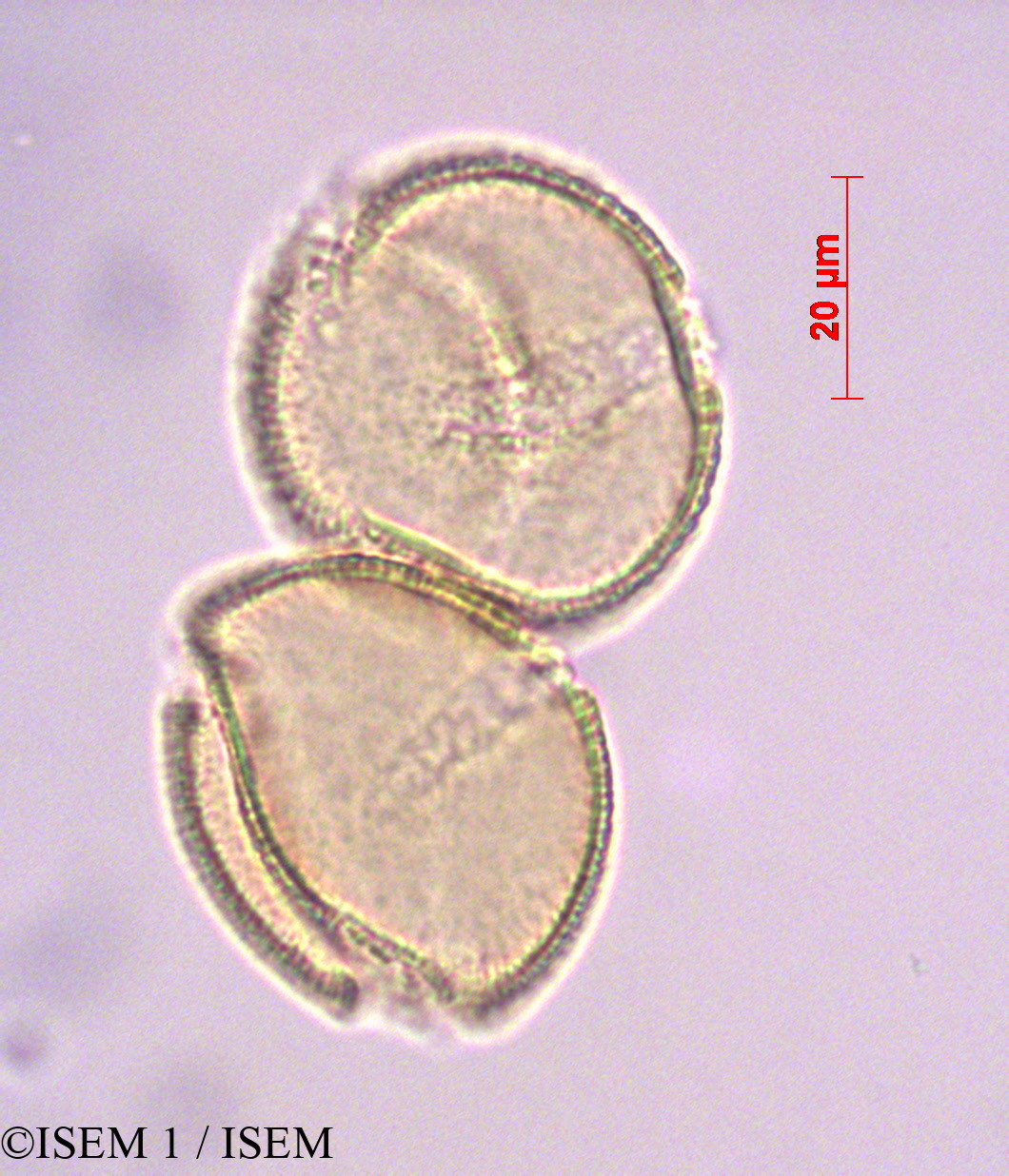 ISEM 1/Burmeistera_crispiloba_29084/Burmeistera_crispiloba_29084_0002(copy).jpg